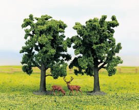 Beech trees